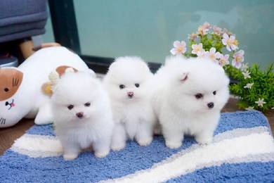 Pomeranian MKA pedigree 