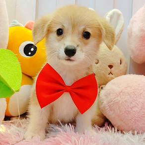 Welsh Corgi