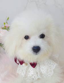 Bichon frise