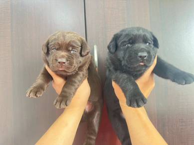 Labrador