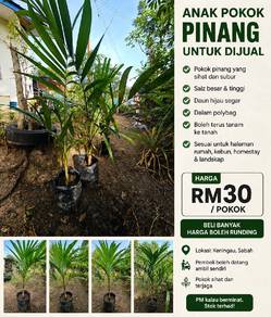 Anak pokok pinang besar untuk dijual 