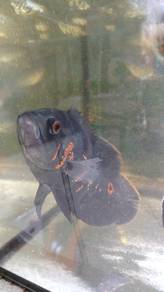Red Tiger Oscar 