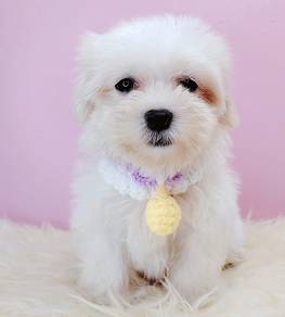 Maltese