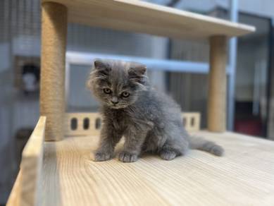 BLH rehome