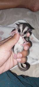 Sugar Glider