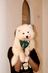 J0832 Samoyed Adorable White Puppy
