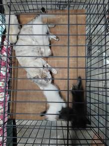 Kucing 