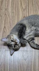 bsh girl 3 months old