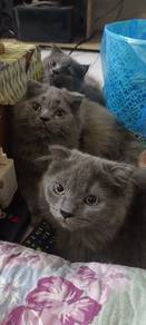 British Scottish kitten
