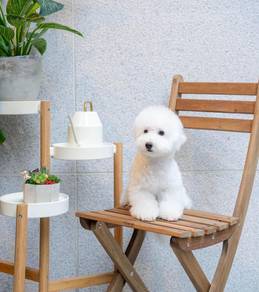 Bichon Frise