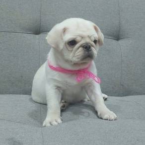 PUG PUPPIES 695 🌻 Male puppy