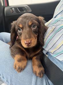 Q333 MKA certified Mini Dachshund Choc Tan color