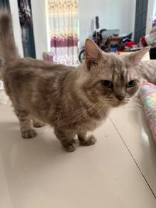 Munchkin persian jantan