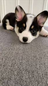 F6747 Velvety Corgi Cute Fluffy Butt Puppy Puppy