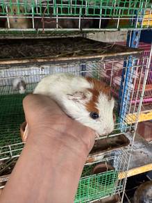 Guinea Pig / Tikus Belanda