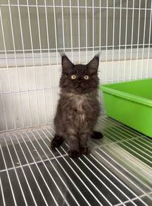Black smoke Mainecoon kitten