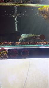 Channa BluePulchra ,Red Spot,White Spot Highfin