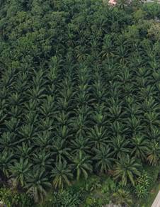 Agricultural Land in Tasek Gelugor, PNG