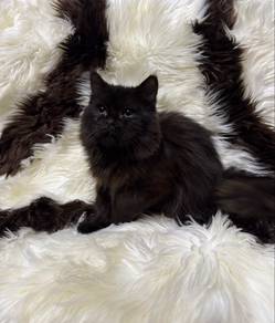persian cat