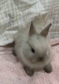 Netherland Dwarf Rabbit