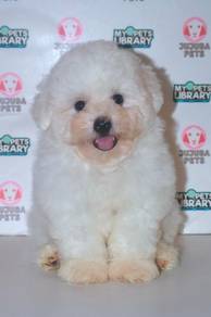 G24 Adorable Bichon Puppy