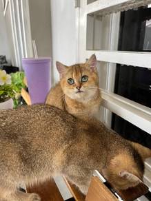 bsh golden