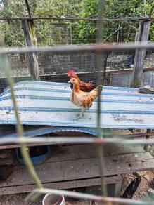 Ayam serama / katek