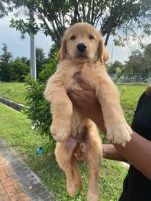 Golden retriever