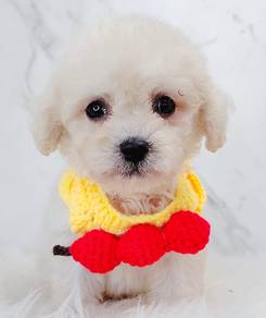 Poodle