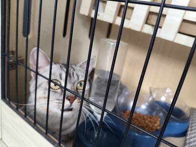 Kucing Jantan Dewasa