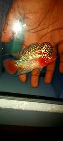 flowerhorn kamfa f2