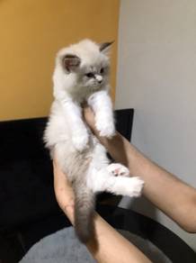 Ragdoll 