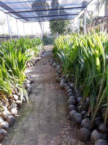 Benih Kelapa Matag