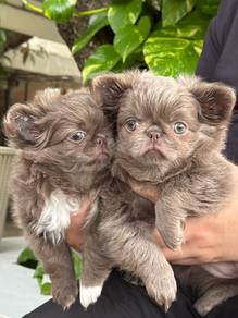 special color Chihuahua puppies 