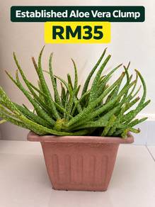 3 Established Potted Plants |Bundle