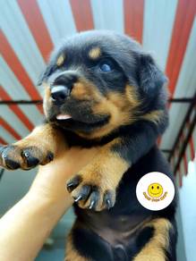 R1000  Rottweiler puppies #MKA