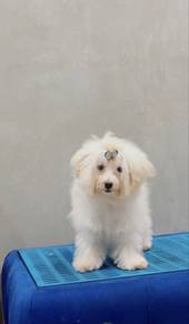 Maltipoo Puppy Male