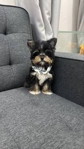 Yorkie Yorkshire Terrier Male Puppy M-1