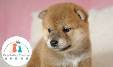 Shiba Inu