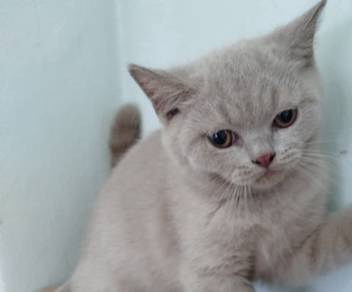 british short hair lilac male