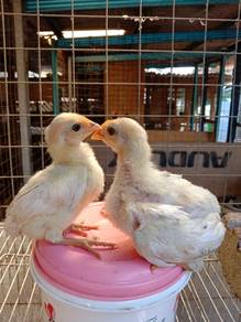Ayam ketawa