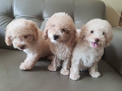 貴賓犬 Poodle 「Cheaper」 Latte colour