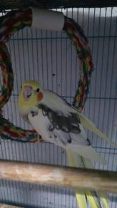 cockatiel unktuk dijual