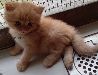 ginger male kitten dlh