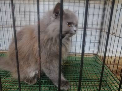 kucing, persia 