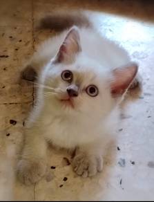 British Shorthair Kitten
