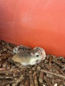 Roborovski Hamster For sale