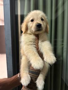 golden retriever h