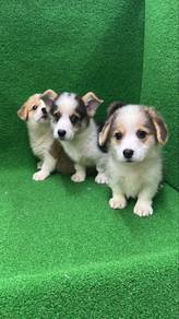 Corgi with tail male n female puppies