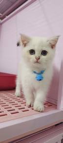 Non standard munchkin